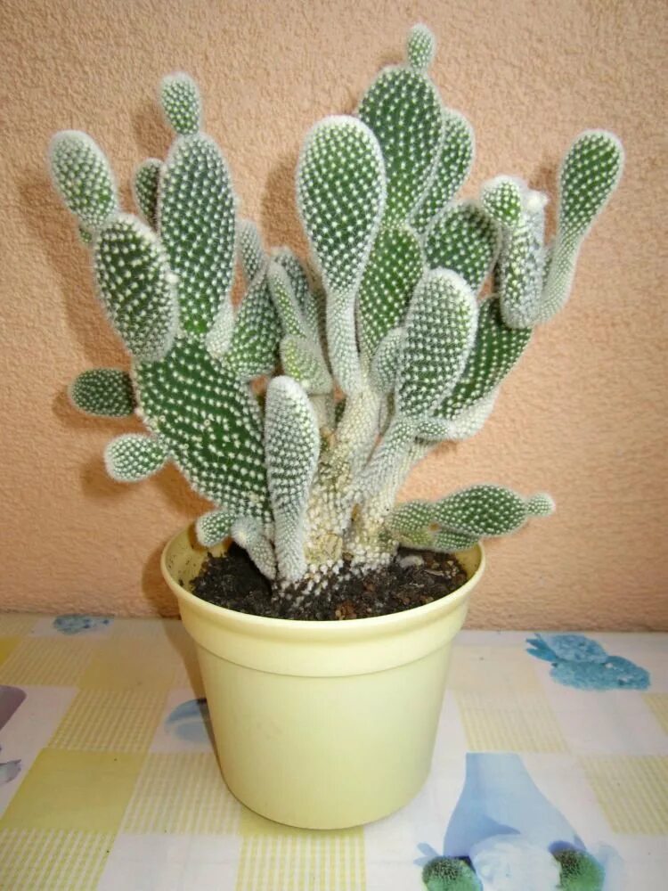 Cactus 5. Опунция мелковолосистая. Кактус опунция мелковолосистая. Опунция Альбиспина. Опунция мелковолосистая Албиспина.