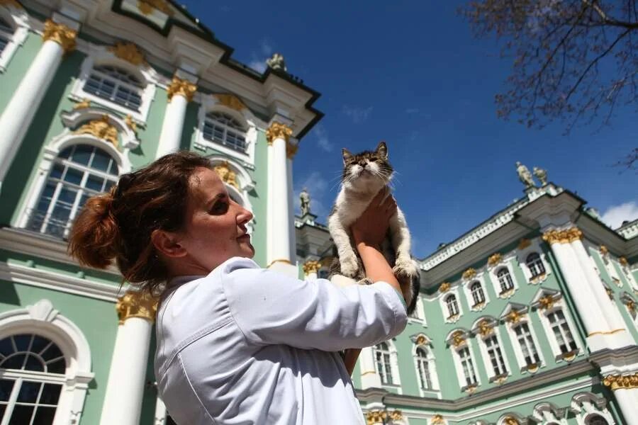 Как кот может стать эрмитажным. Коты эрмитажа. петербургские эрмитажные коты пиотровский. эрмитажный кот. эрмитаж коты день эрмитажного кота.