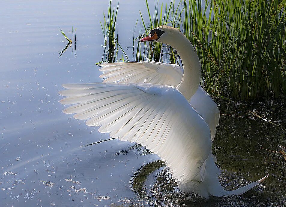 Лебедь лебедушка песня. Белый лебедь. Лебеди в пруду. Лебеди на озере. Белый лебедь на пруду.