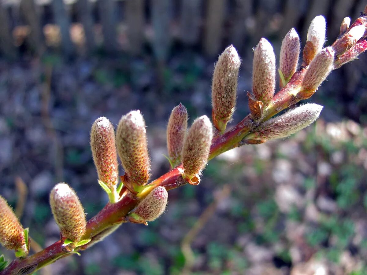 Как отличить вербу. Ива тонкостолбиковая/Salix gracilistyla 'melanostachys'. Ива тонкостолбиковая Маунт. Ива Удская Salix Udensis. Ива тонкостолбиковая Salix gracilistyla.