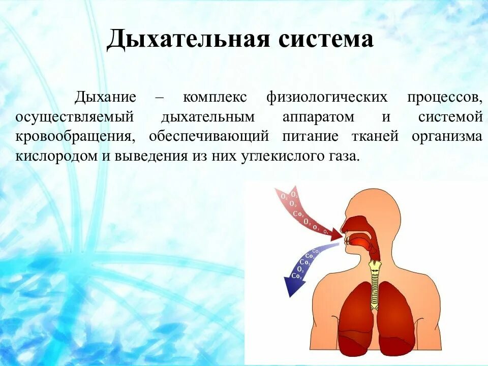 Дыхание и память 18 глава. Дыхательная система. Система дыхания. Дыхательная система картинки. Дыхательная система органов дыхания.