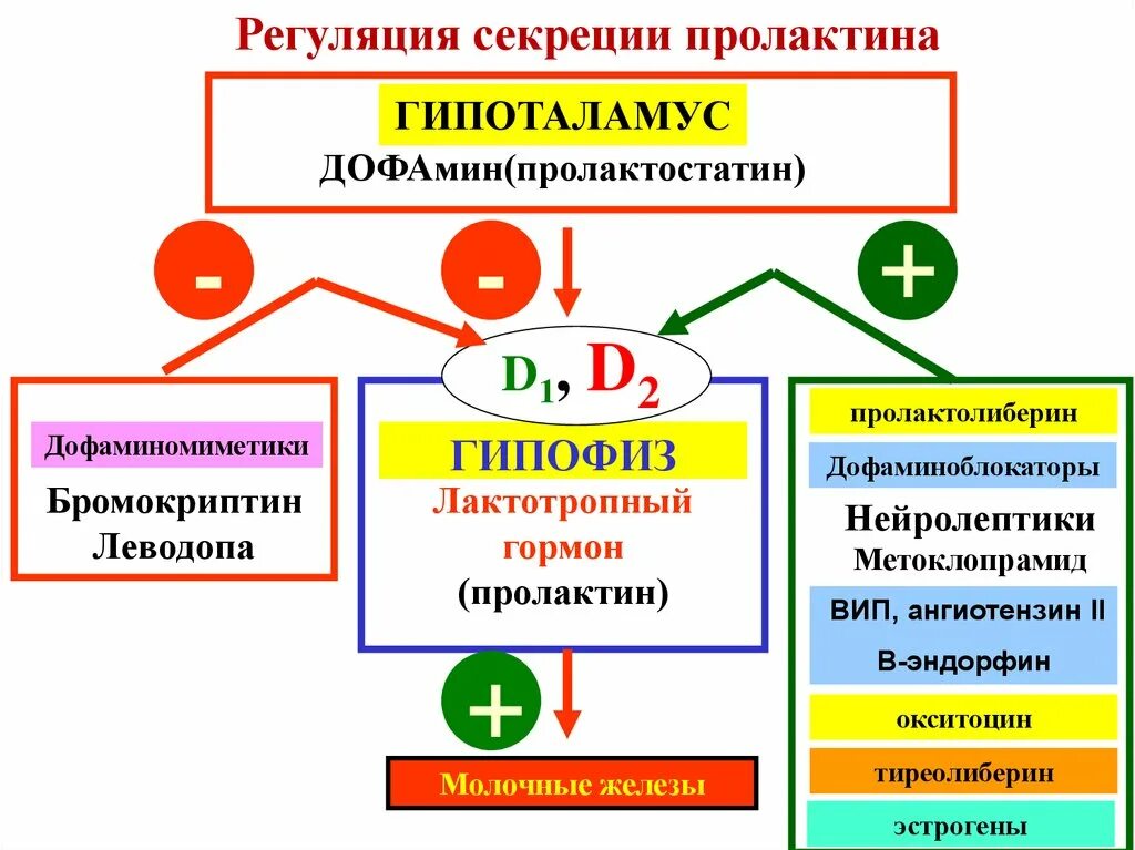 Нейролептин. Регуляция синтеза дофамина. Регуляция секреции пролактина. Схема регуляции пролактина. Регуляция секреции и физиологические эффекты пролактина.