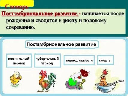 Постэмбриональный стадии
