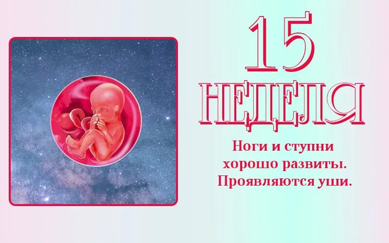 15 неделя отзывы. 15 Недель беременности размер плода. Эмбрион на 15 неделе беременности. Размер ребёнка на 15 неделе беременности. Плод ребенка на 15 неделе беременности.