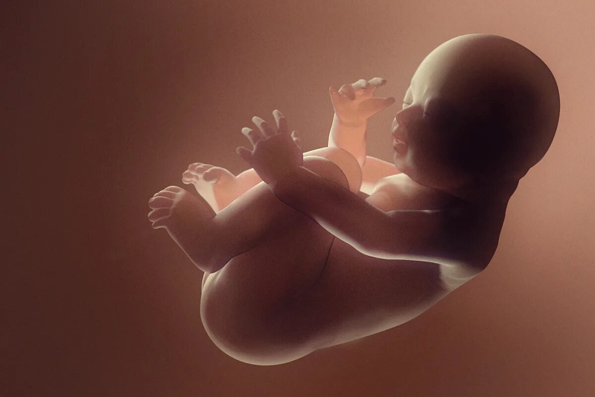 роба для детей. плод в утробе. ребенок в 32-33 недели беременности. плод внутри матери. ребенок утроба движение.
