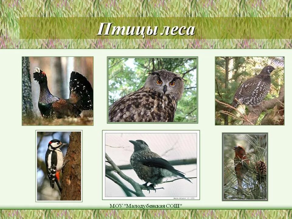 Образ жизни птиц леса. Птицы леса представители. Птицы обитатели Лесной зоны. Птицы смешанных лесов. Птицы леса для детей.