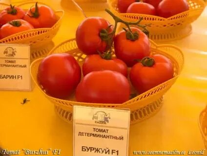 Томат буржуй