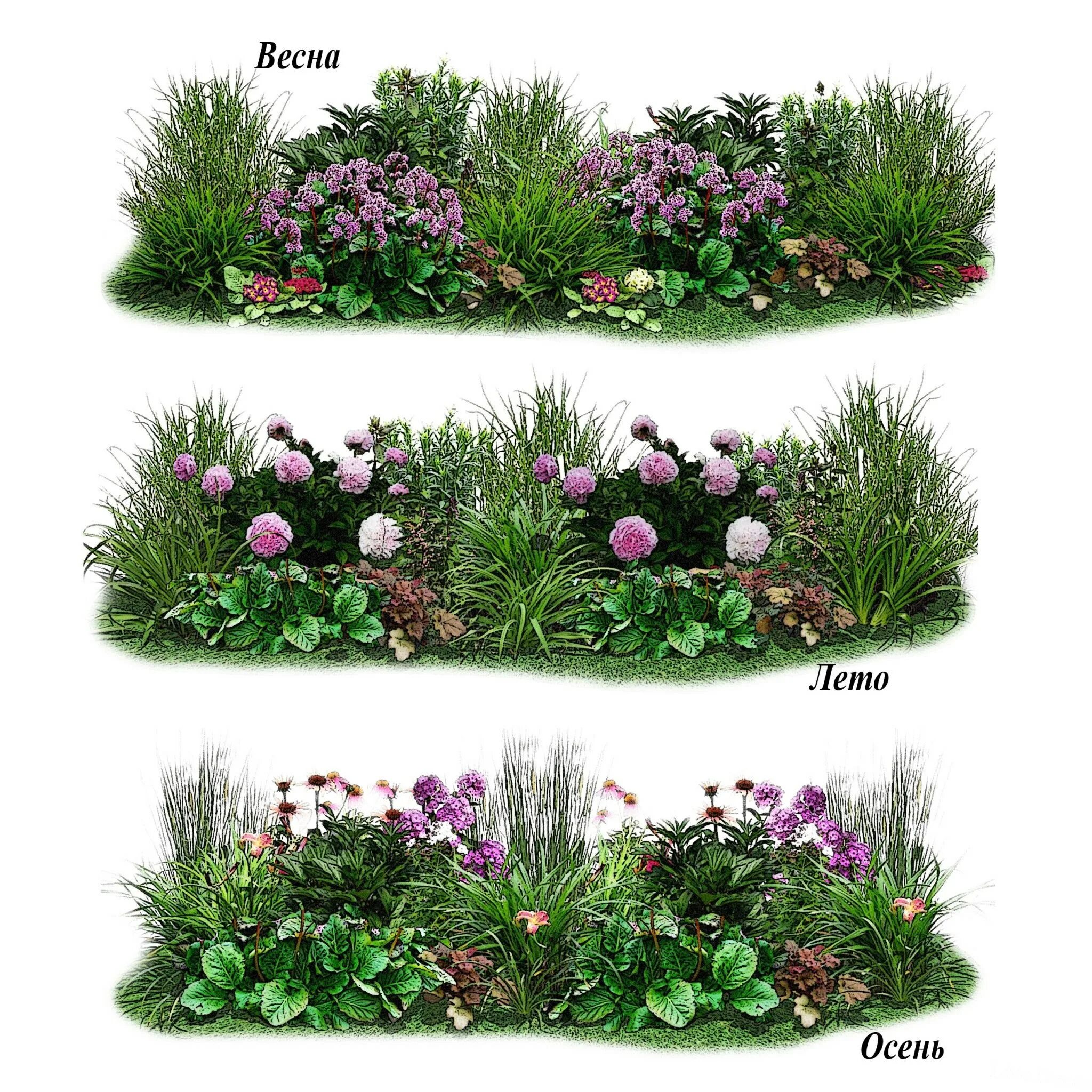 Агератум, обриета, алиссум. Клумба схемы фото. Миксбордер с клематисом. Приствольный миксбордер. Клумба миксбордер многолетники схема.