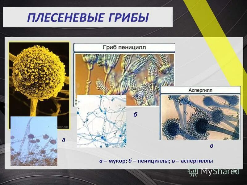 Рассмотрите изображение шести организмов пеницилл мукор