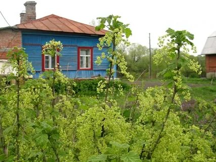Старый дом в саду смородина