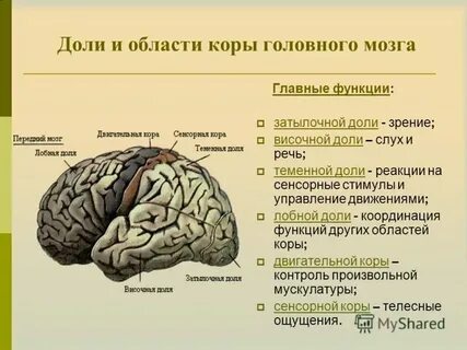Рефлексы больших полушарий мозга человека