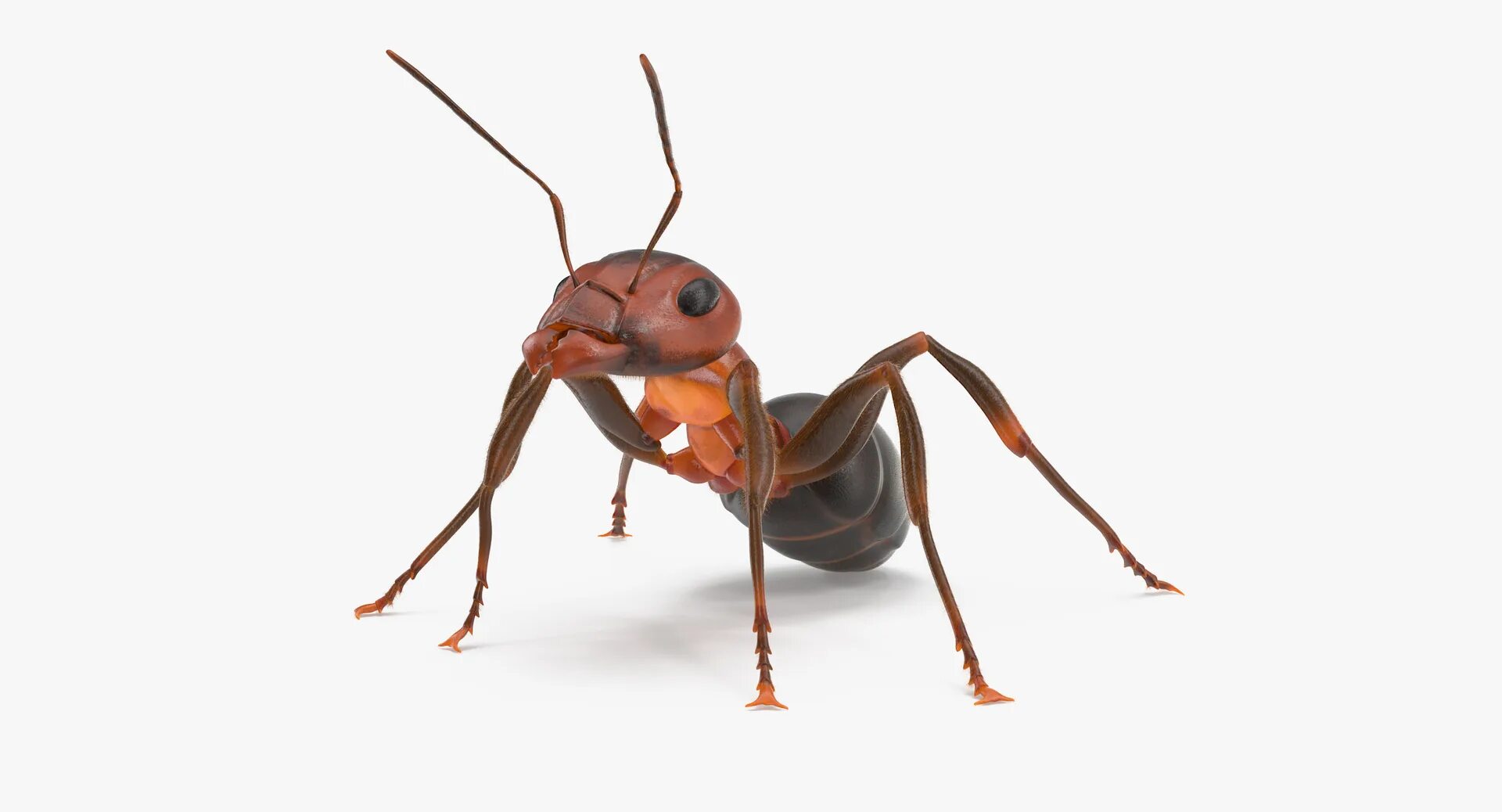 3d ant