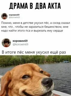Меня укусил пес которого я бросила 48