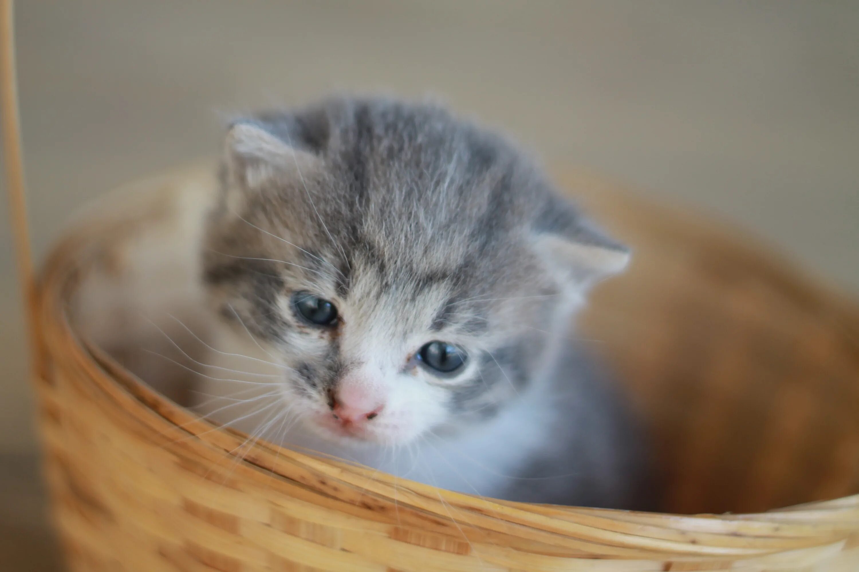 Полосатый котенок. Котенок майла. Мой котенок одноклассники игра. Маленькие котятки. Маленькие котята пушистые.