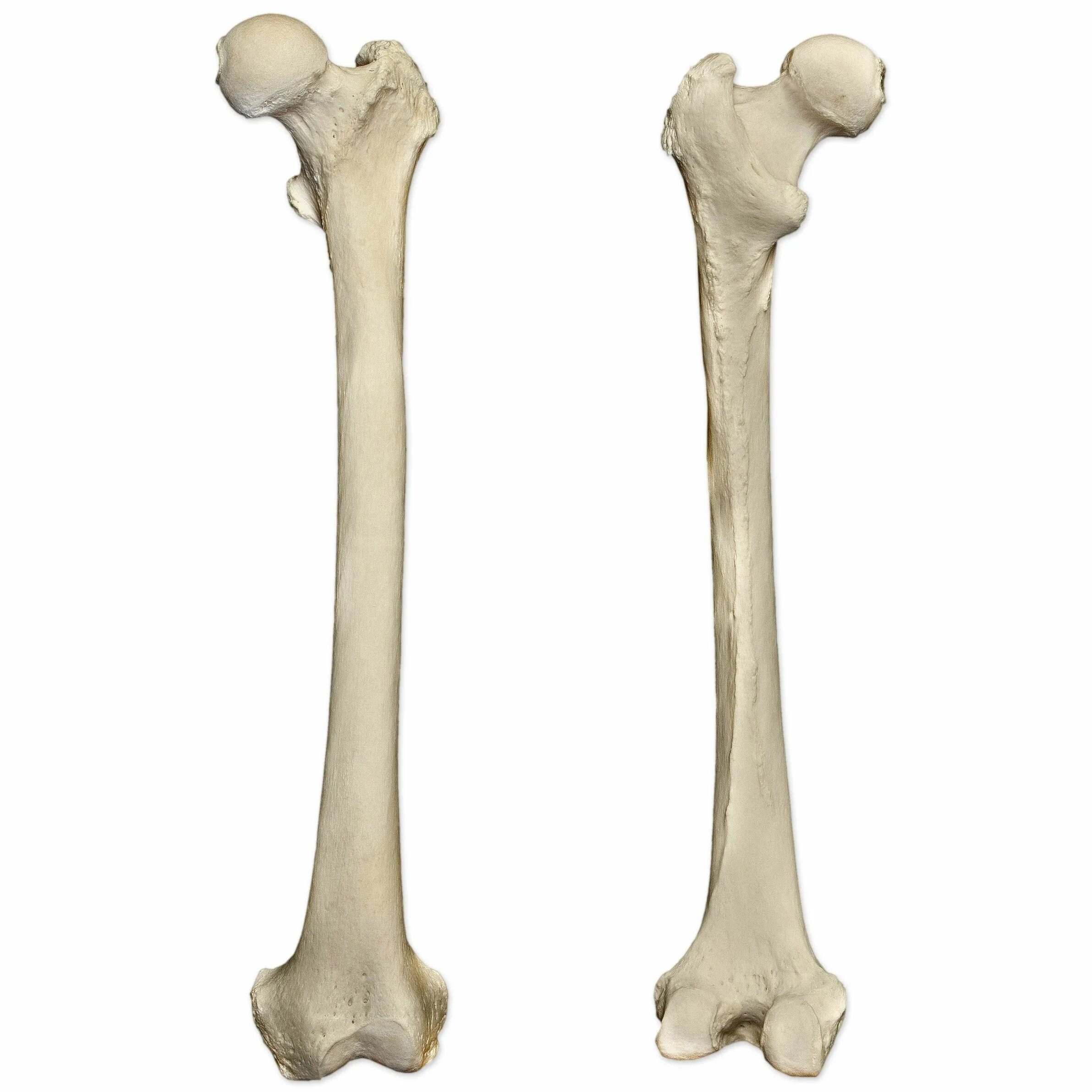 Femur анатомия. Левая бедренная кость анатомия. Бедренная кость (femur). Бедренная кость на скелете человека.