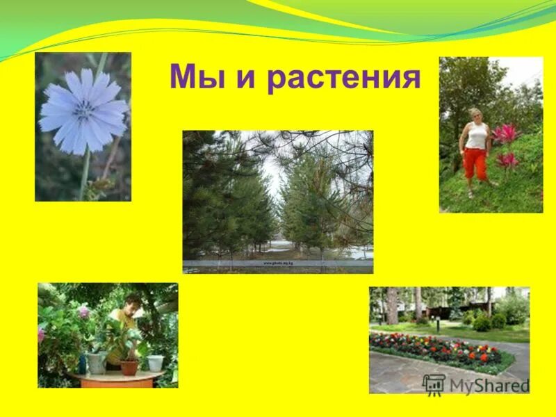 берегите природу растения. что растение скажут людям. сочинение на темусберегите рироду. давай пройдемся медленно по лугу и здравствуй скажем каждому цветку. что растение скажут людям.