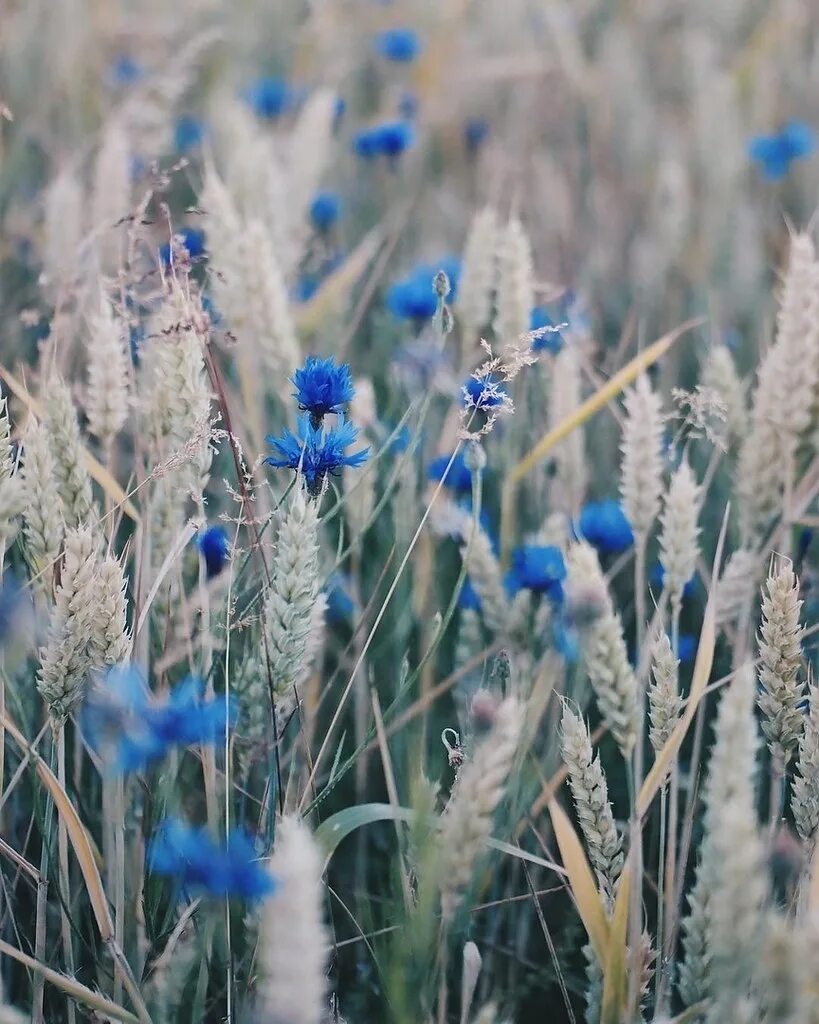 Пшеница василек. Поле с васильками. Синие полевые цветы. Поле ржи с васильками. Рожь с васильками.