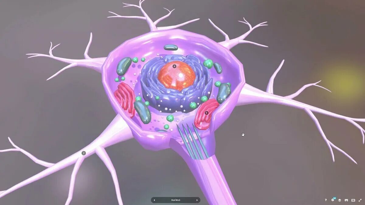 Brain 28. Строение нервной клетки человека. Нейрон. Клетка нейрона. Нейрон анатомия.