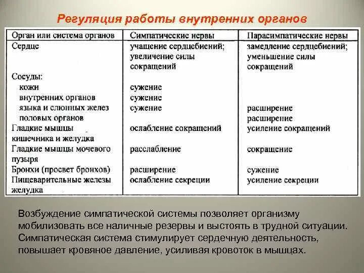 Симпатические нервы оказывают влияние. Регуляция деятельности внутренних органов. Регуляция работы внутренних органов. Таблица органы возбуждение симпатической нервной системы. Влияние симпатической и парасимпатической систем.