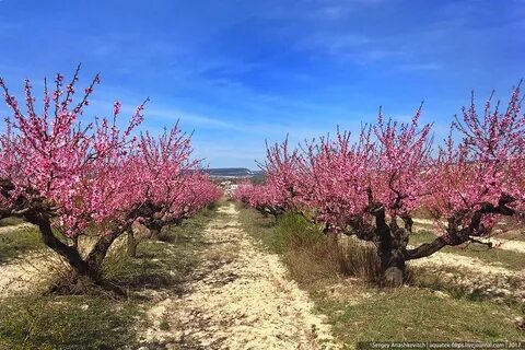 Цветущий персиковый сад