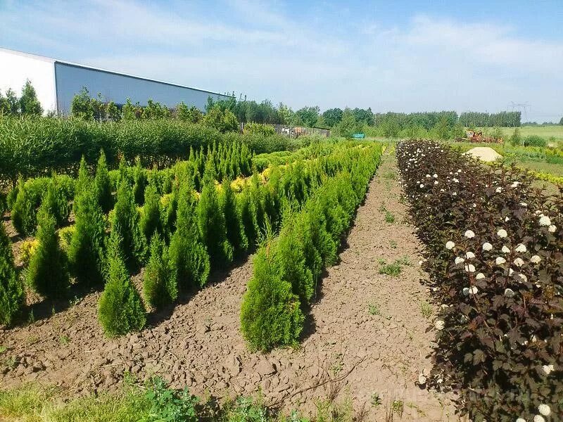 яблоня крупноплодная «беркутовское». питомник растений. савватеев питомник савватеевых. саженцы москва и подмосковье. саженцы деревьев и кустарников в питомнике.