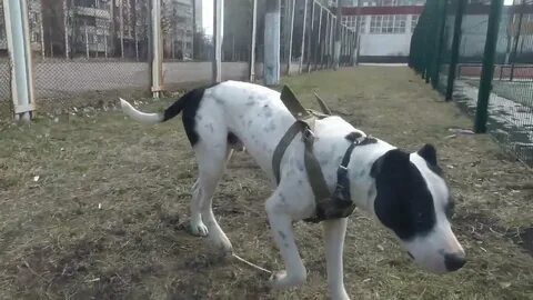 Канал питбуль
