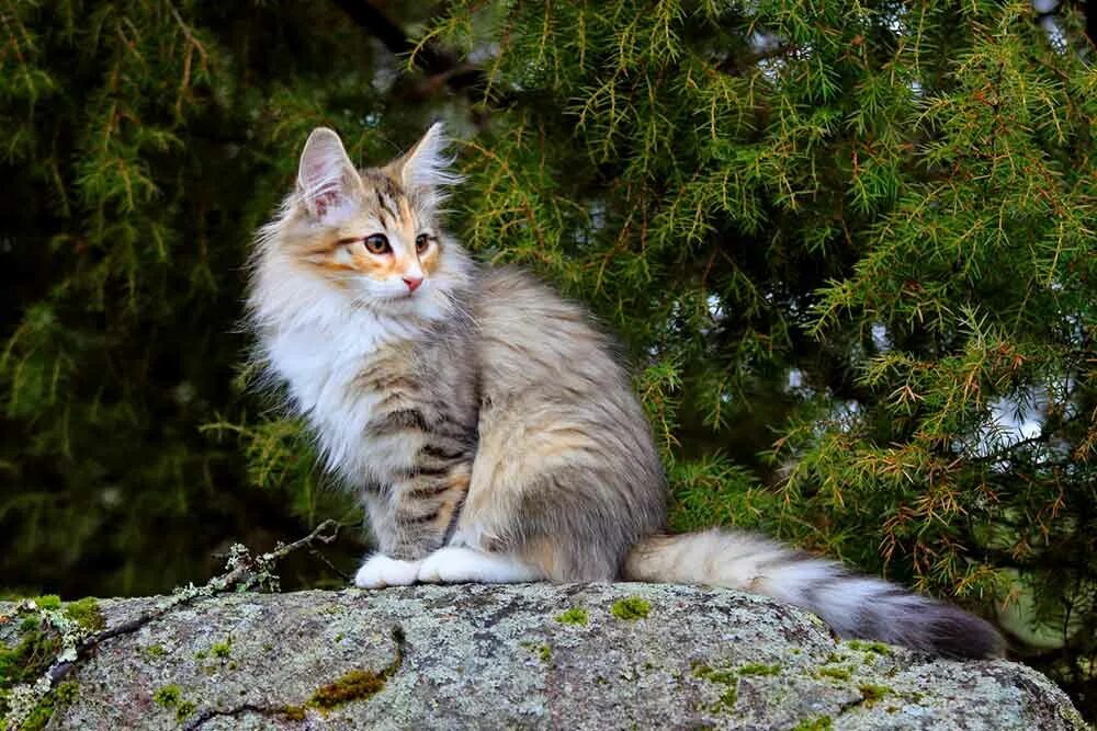Лесная кошка купить. Норвежская Лесная кошка короткошерстная. Норвежская Лесная биколор. Норвежская Лесная кошка трехцветная. Норвежская Лесная кошка скоггкэт.