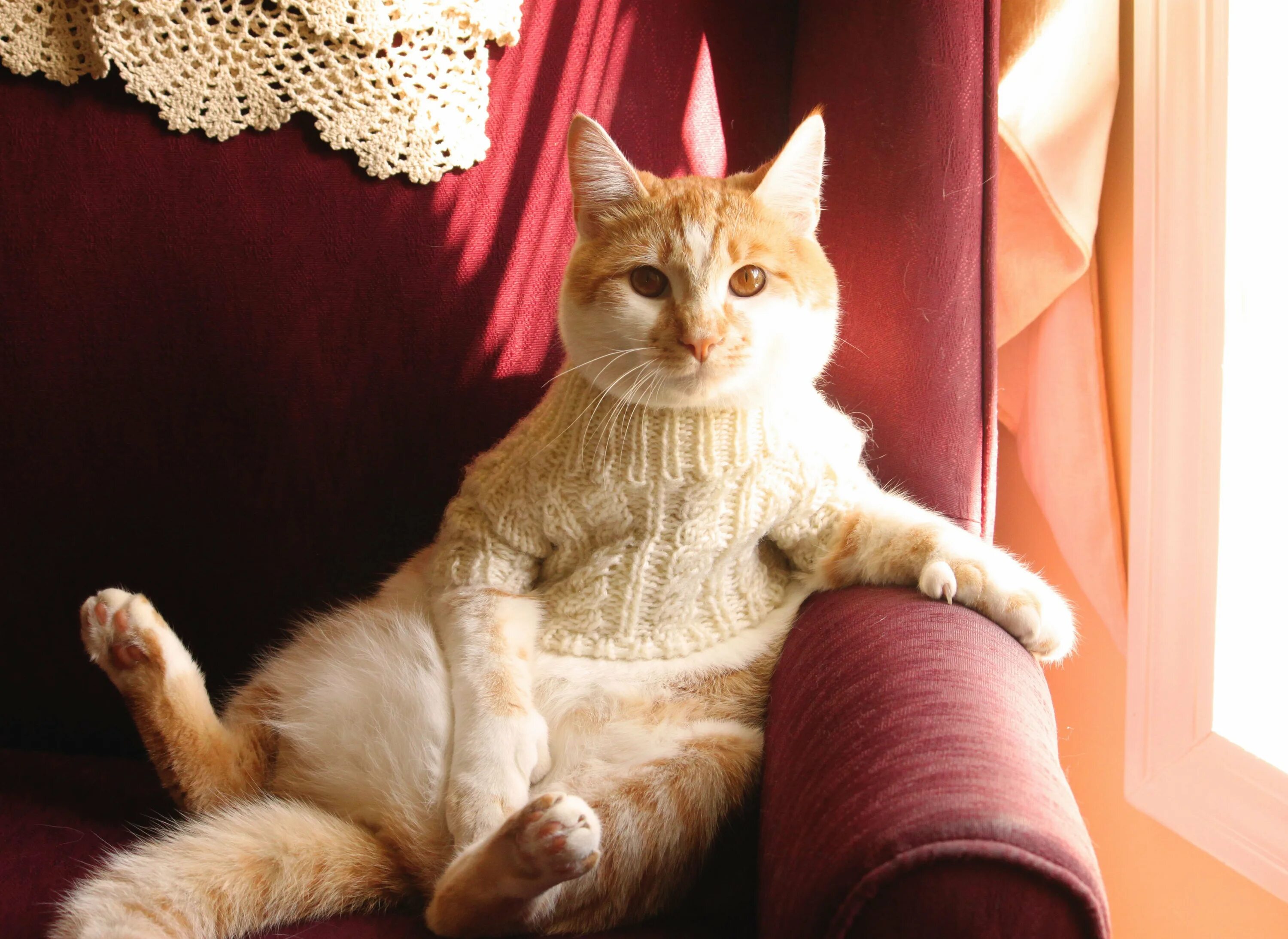 Коты в закулисье. Коты. забавный кот. котики смешные. фото кота.