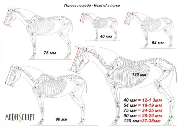 Какая длина лошади. Размер головы лошади. Габариты лошади. Моделирование лошади с размерами. Габариты лошади с размерами.