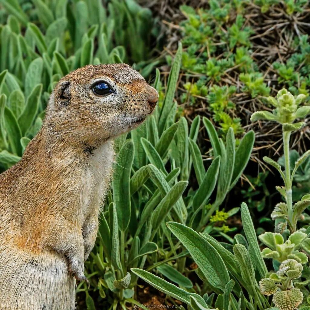 Суслик Краснощекий (Spermophilus erythrogenys). Крапчатый суслик. Краснощекий суслик Алтайский край. Суслик краснощекий