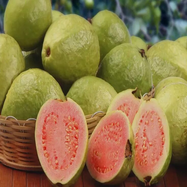 Гуава - фрукт и человек Культурология для всех Дзен