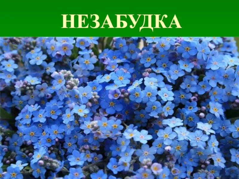 Незабудка Енисейская. Красные незабудки. Незабудка Енисейская - Myosotis jenisseensis. Незабудка розовая многолетняя. Как пишется незабудка