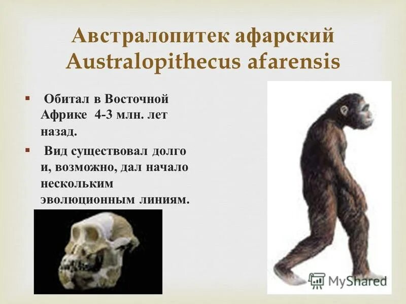 австралопитек череп объем мозга. череп австралопитека описание. австралопитек строение. хронологический возраст австралопитеков. австралопитек строение.