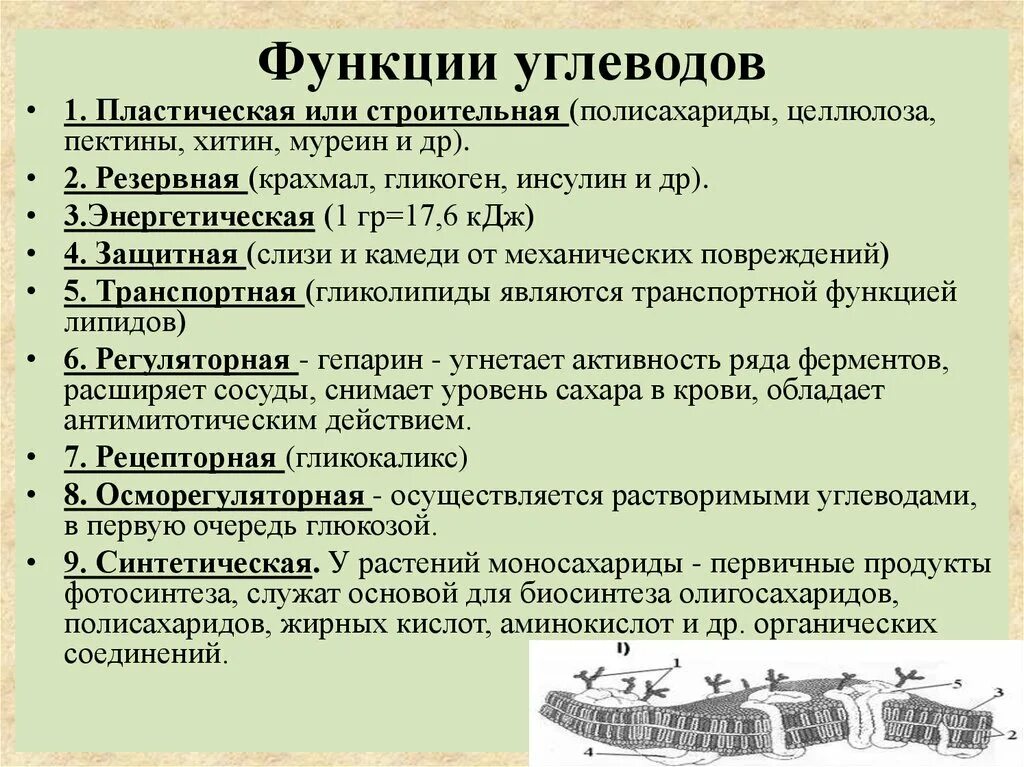 Углеводы выполняют множество важных функций в организме. Функции углеводов в организме человека. Функции углеводов в организме человека таблица. Структурная функция углеводов.