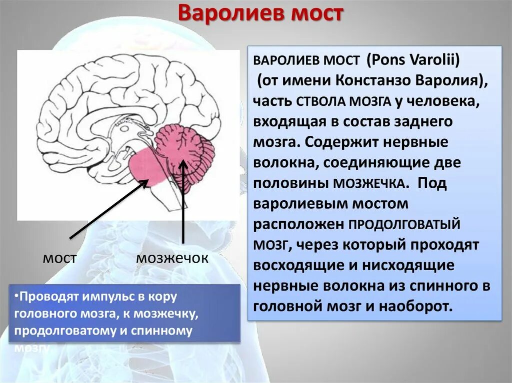 Варолиева моста головного мозга. Головной мозг варолиев мост. Констанзо варолий. Мост варолиев что содержит. Варолиев мост строение.