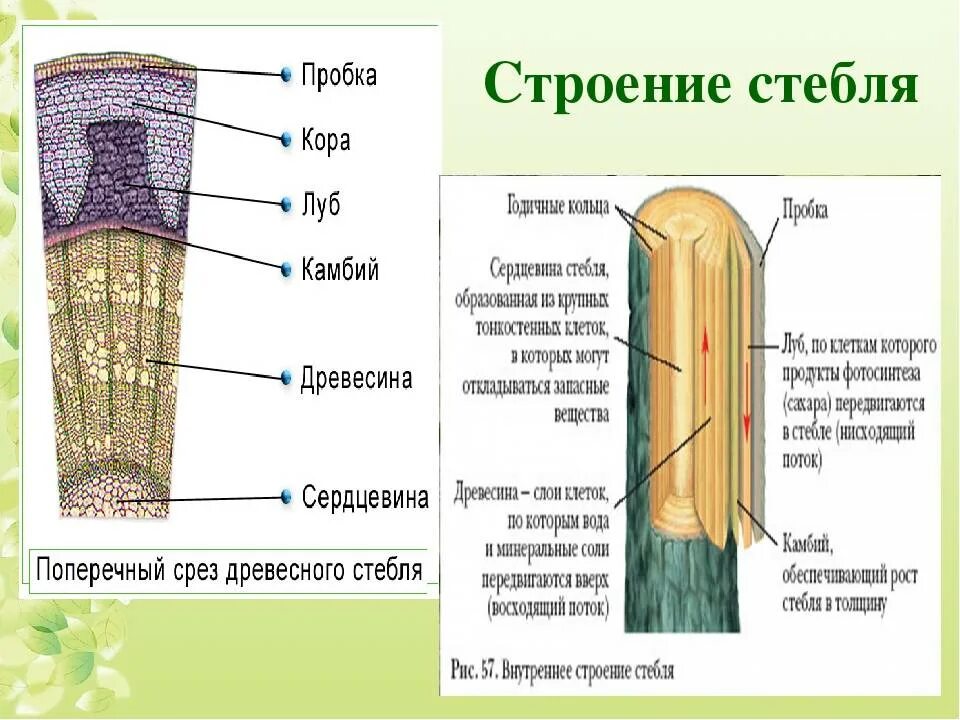 Какую функцию выполняет ткань камбий. Внутреннее строение стебля и функции 6 класс биология. Строение поперечного сечения стебля. Биология 6 кл строение стебля.