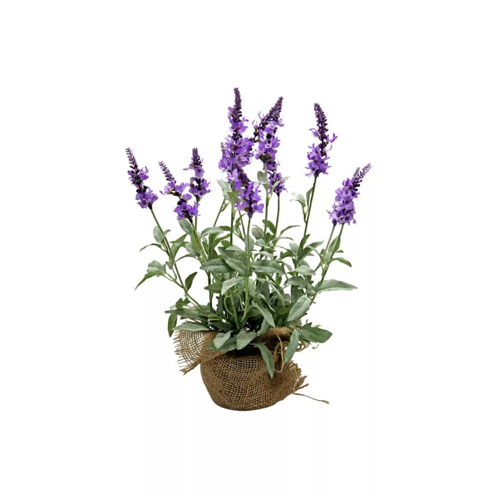 лаванда узколистная в горшке. лаванда в вазоне. лаванда горшечная растение. лаванда в вазоне. лаванда манстед - горшок d9.