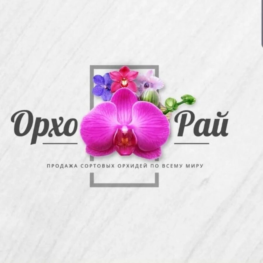 Орхорай. Орхидея орхорай. радж орхорай. орхорай интернет магазин. радж орхидеи.