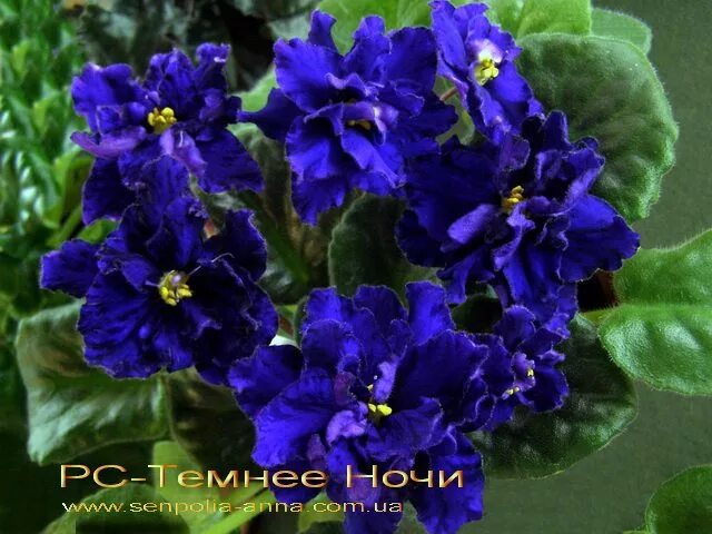 ЛЕ-Южная ночь LE-Yuzhnaya noch' Фиалки, Лейте
