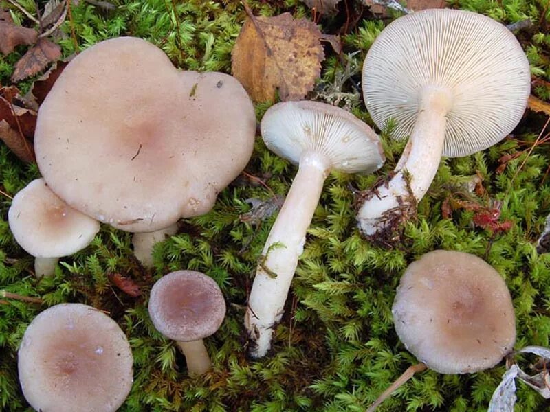 Волнушки млечники. Млечник жгуче-млечный. Волнушка розовая фото. Волнушка болотная. Волнушка розовая ( lactarius torminosus.