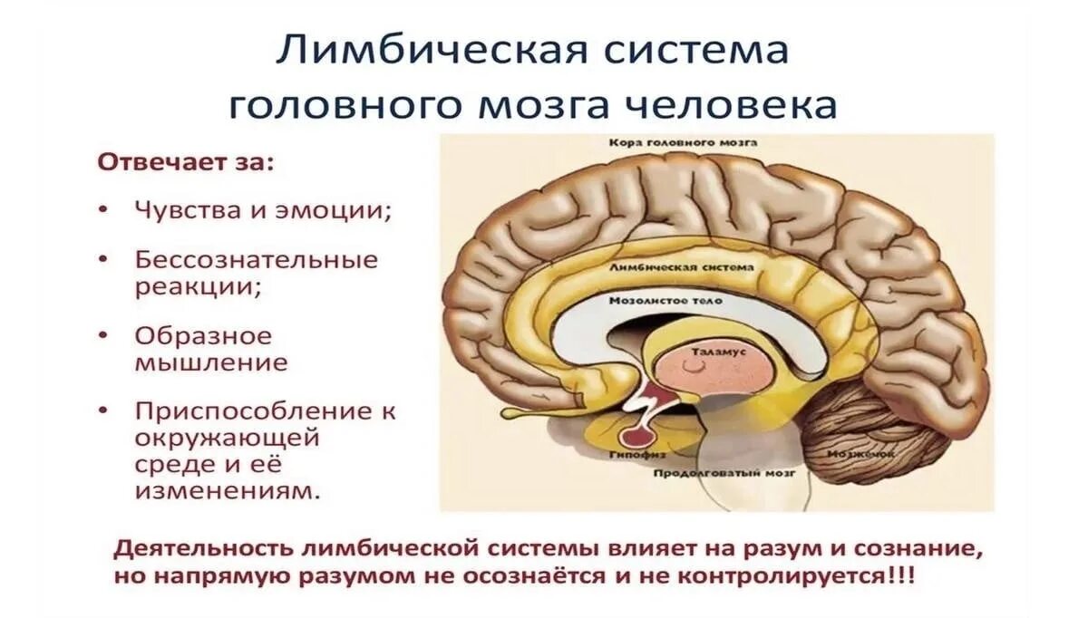 Подкорка головного мозга. Лимбическая система мозга структура и функции. Лимбическая система в мозге человека.