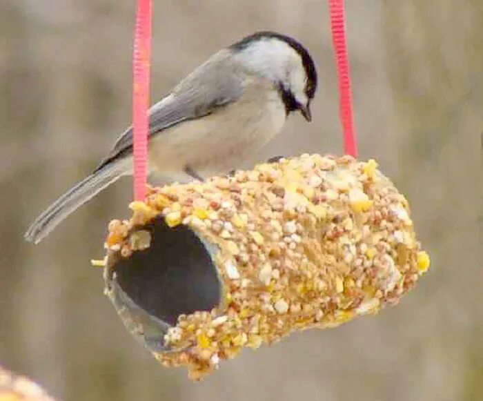 Кормушка для птиц из втулки. Съедобная кормушка. Съедобная кормушка для птиц. Кормушка из втулки. Кормушка из втулки.