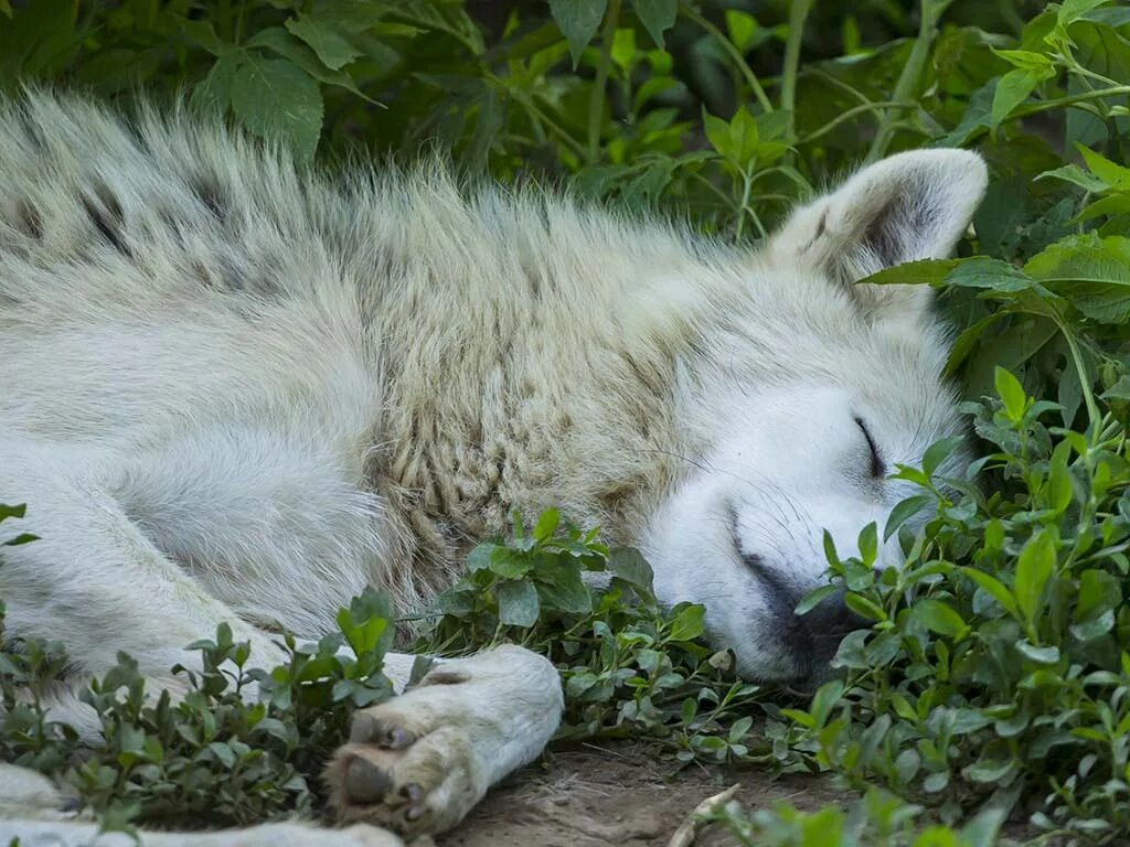 волчица спит. маленький волчонок спит. милые волчата. спящий волчонок. спящий волчонок.