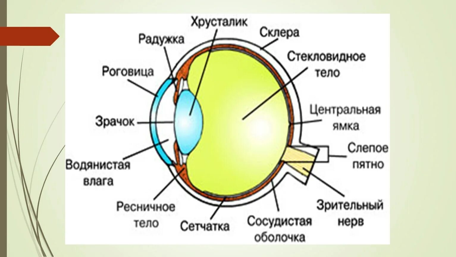 1 орган зрения строение. Анализаторы глазное яблоко схема строение. Строение глаза сбоку. Строение зрительного анализатора глазное яблоко. Строение глаза сетчатка роговица хрусталик.
