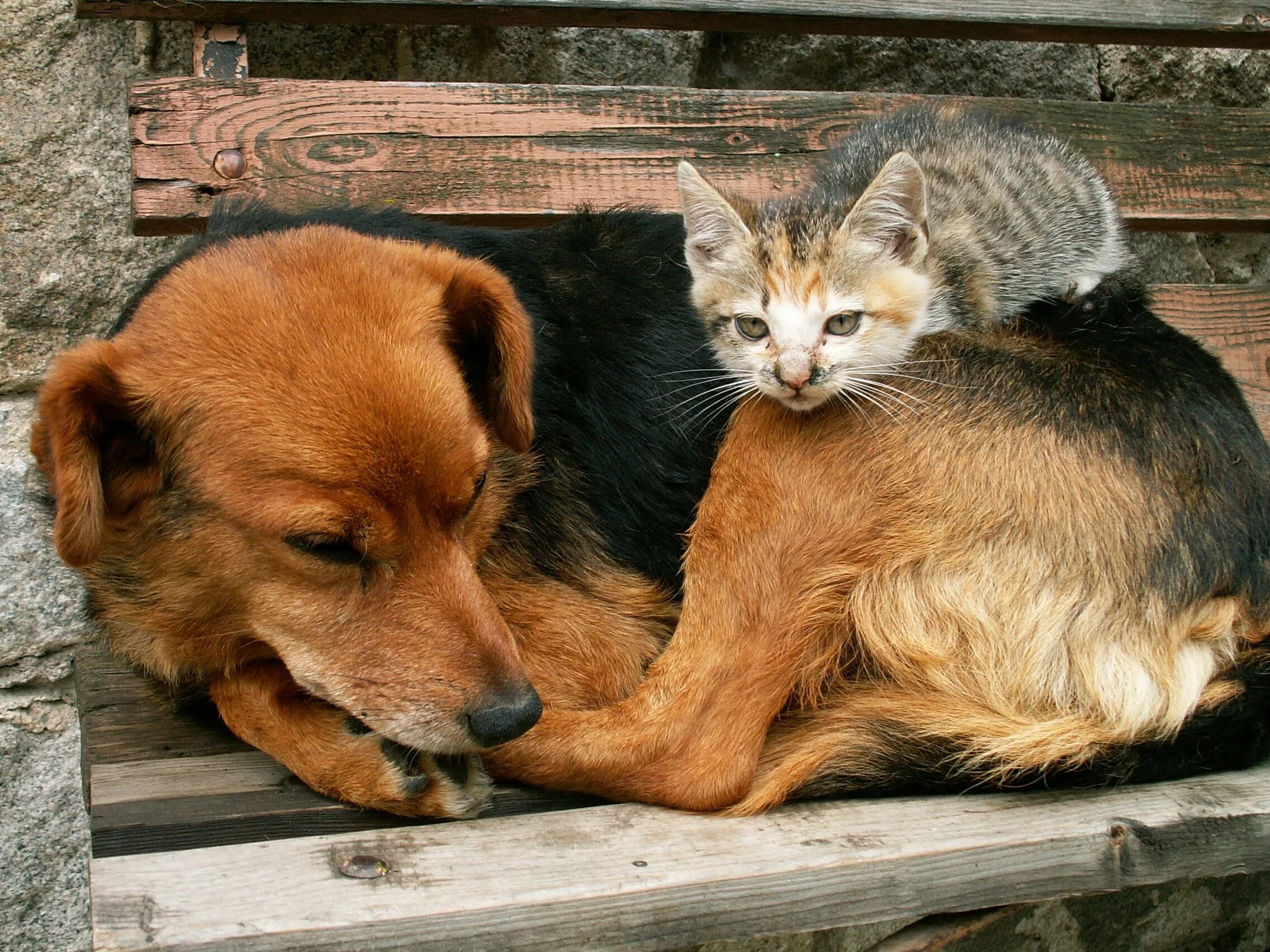 Cat in a dogs world. Бездомные животные. Кошки и собаки. Бездомные кошки и собаки. Кошка и щенок.