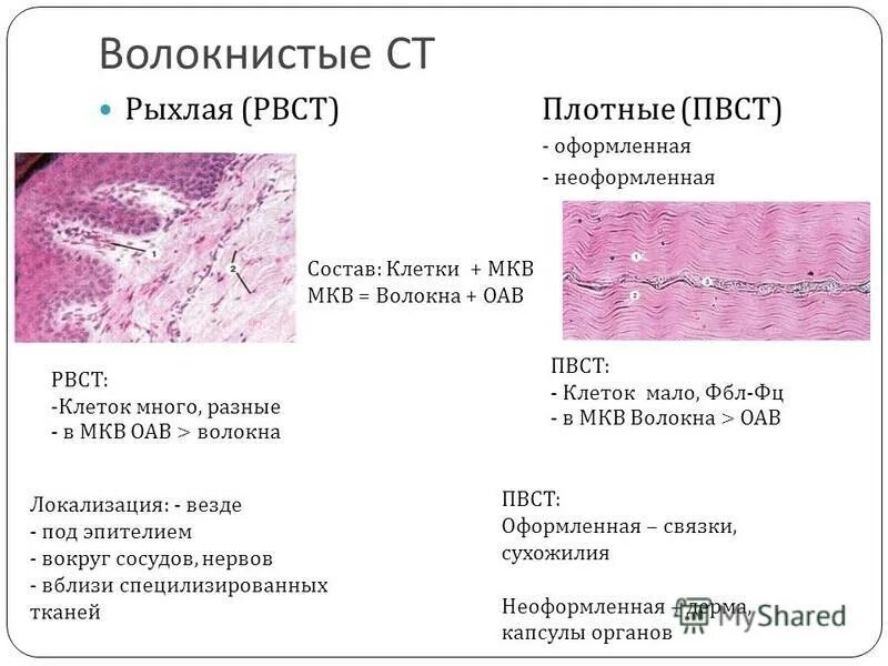 Почему стало рыхлое. Рыхлая волокнистая неоформленная соединительная ткань гистология. Плотная волокнистая оформленная соединительная ткань её клетки. Рыхлая волокнистая оформленная соединительная ткань. Плотная оформленная и неоформленная ткань.