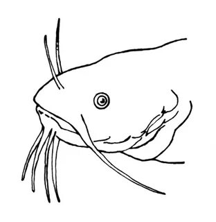 Рисунок сома