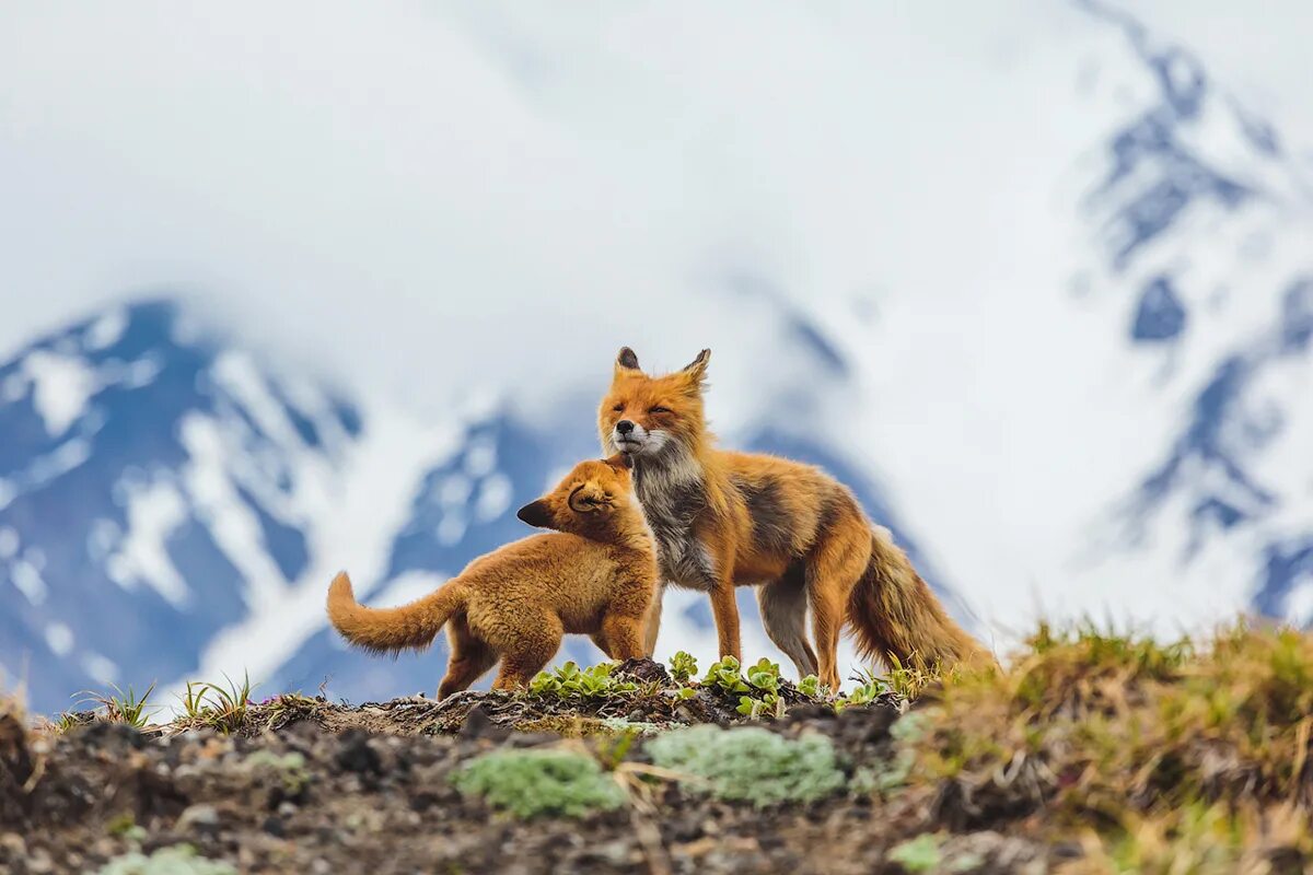 Дикая природа планеты. Лисица Камчатка. Дикая природа России National Geographic. Природа и животные. Дикие животные Камчатки.