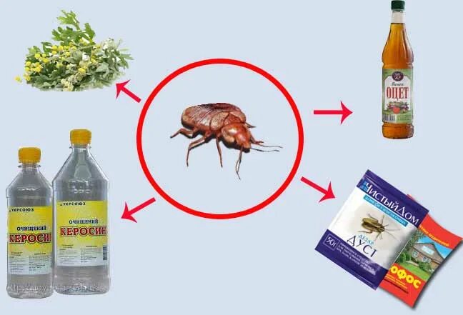 Как избавиться от клопов народными средствами быстро. Самое эффективное средство от блох в квартире. народные средства от клопов в квартире. избавление от клопов в квартире народными средствами. эффективное средство от клопов и блох в квартире.