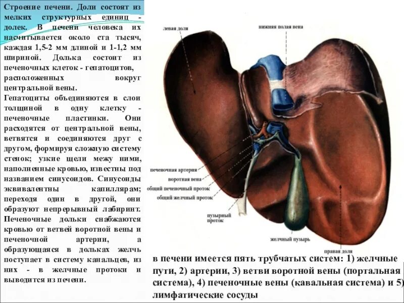 Левая часть печени